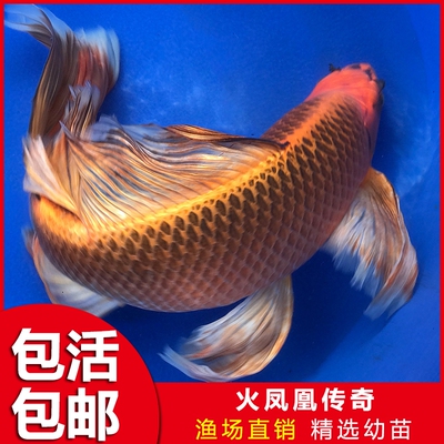 龙凤锦鲤金鱼活蝴蝶鲤冷水观赏鱼