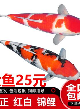 大型锦鲤鱼活冷水观赏鱼苗金鱼活鱼蝴蝶鲤大鱼热带鱼淡水鱼龙凤鲤