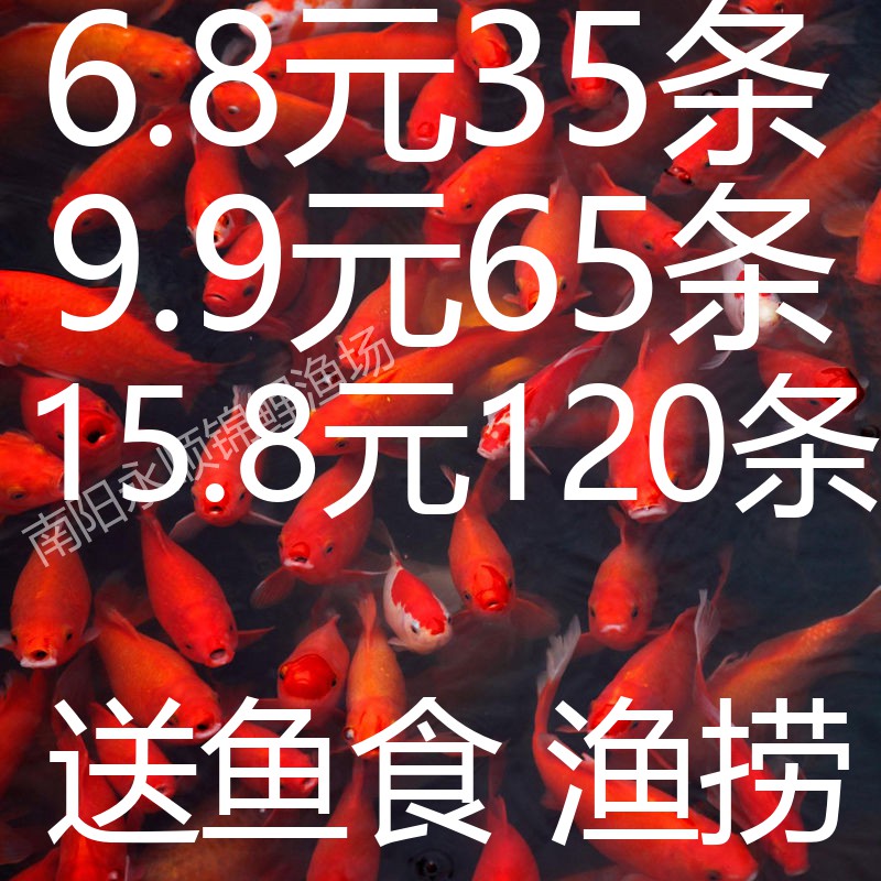 小鱼活金鱼活鱼锦鲤鱼淡水观赏鱼