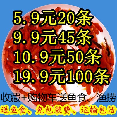 草金鱼活鱼冷水观赏鱼苗小鱼锦鲤