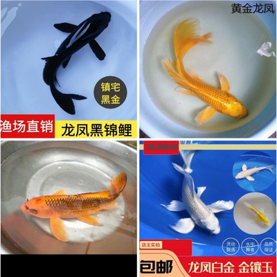 蝴蝶鲤金鱼活鱼龙凤锦鲤观赏鱼苗