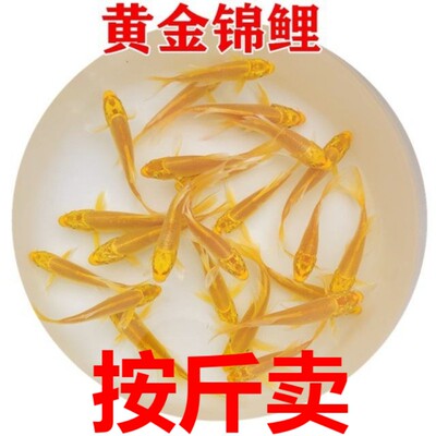 草金鱼活鱼锦鲤鱼活冷水观赏鱼苗
