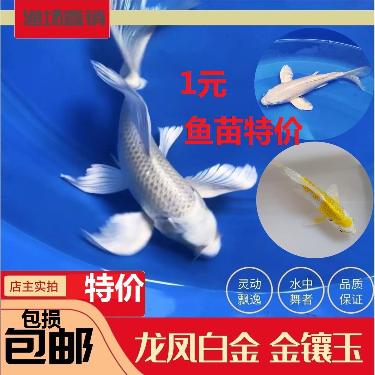龙凤锦鲤鱼鱼缸观赏鱼蝴蝶鲤小鱼
