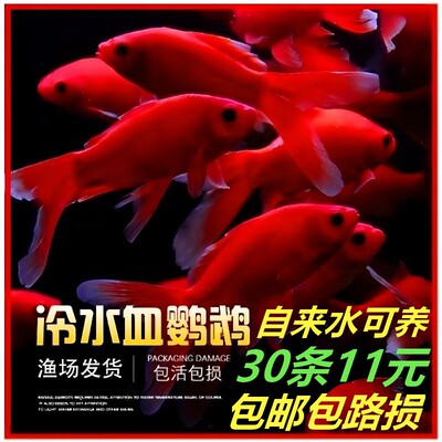 草金鱼活鱼小锦鲤活冷水观赏鱼苗