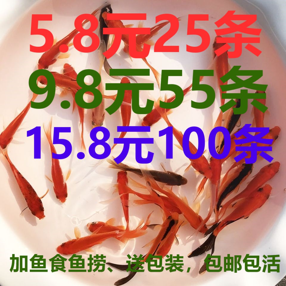 小鱼活锦鲤鱼淡水观赏鱼冷水鱼苗