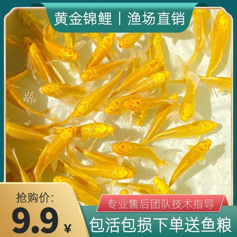 黄金锦鲤鱼活龙凤鲤蝴蝶鲤冷水观赏鱼苗红草金鱼活鱼淡水鱼热带鱼