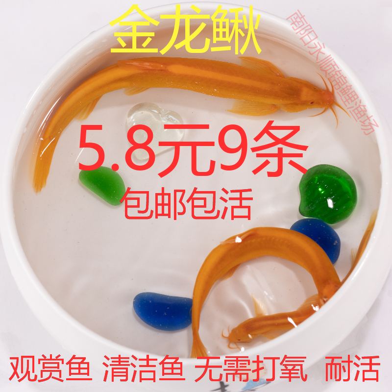 黄金泥鳅活冷水观赏鱼苗黄金鳅清道夫红草金鱼活鱼小锦鲤鱼苗小鱼