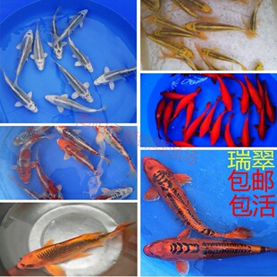 大正孔雀松叶锦鲤鱼活体淡水冷水鱼缸观赏鱼苗风水招财鱼金鱼好养