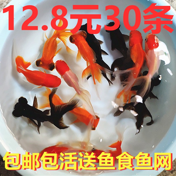 红头金鱼活鱼锦鲤鱼冷水观赏鱼苗