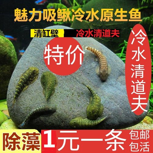 吸鳅鱼爬岩鳅贵爬观赏鱼金鱼活鱼