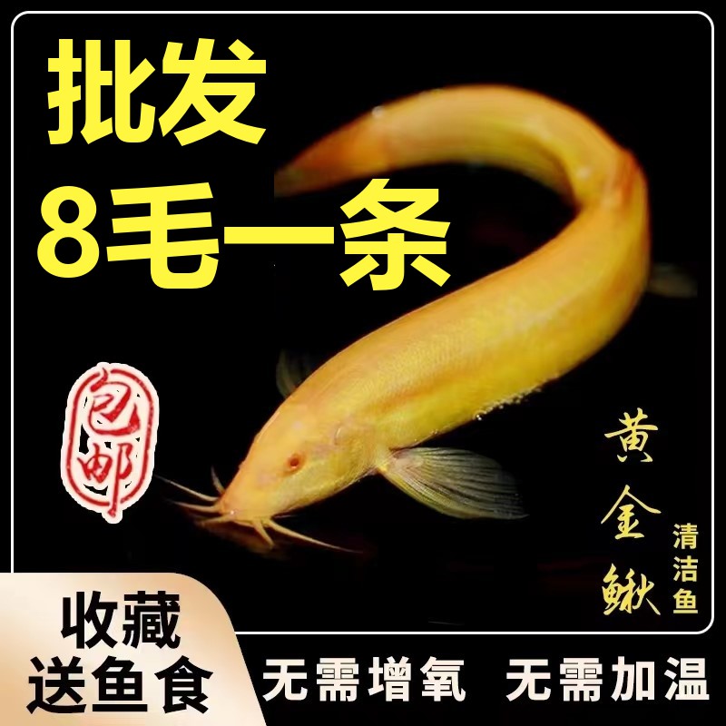 黄金泥鳅活冷水观赏鱼苗黄金鳅清道夫红草金鱼活鱼小锦鲤鱼小鱼活