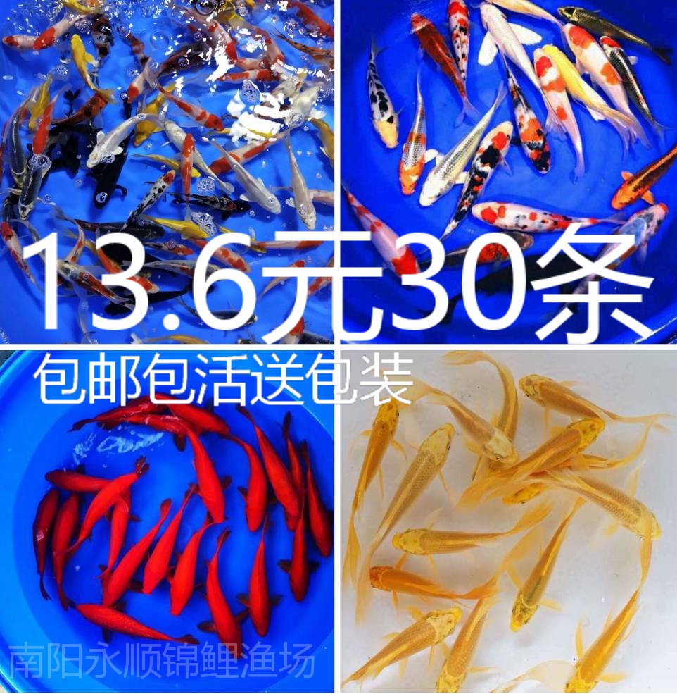 冷水锦鲤鱼金鱼活鱼观赏鱼淡水鱼