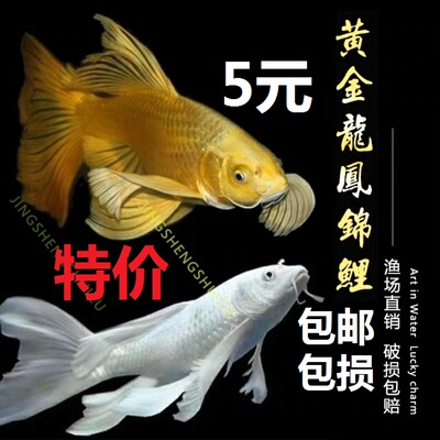 金鱼活鱼锦鲤鱼小鱼活冷水观赏鱼