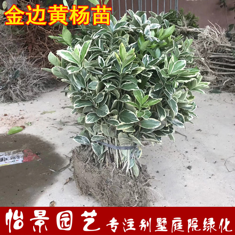 金边黄杨苗绿篱彩色金边大叶黄杨小苗金边卫矛金边冬青树苗