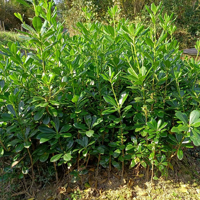 海桐树苗别墅庭院园林绿化篱笆植物四季常青七里香盆栽气味芳香