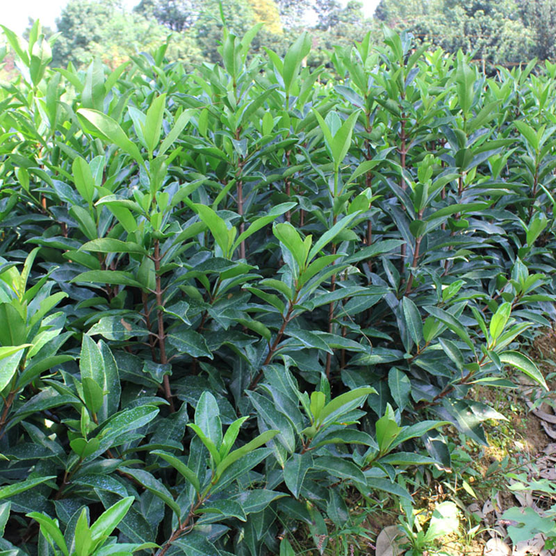 法国冬青绿色围墙庭院耐寒四季常青树苗篱笆大叶不含盆包邮推荐