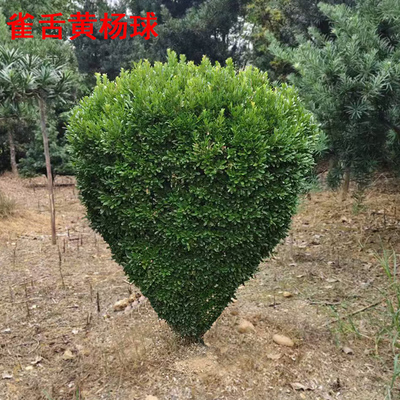 雀舌黄杨树苗球小叶黄杨球