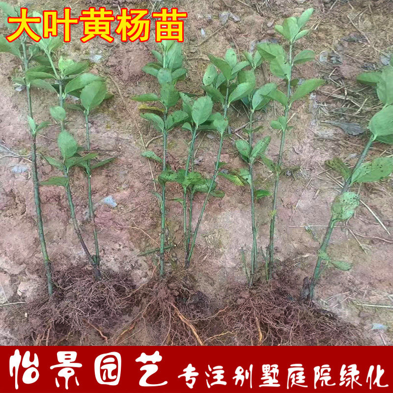 大叶黄杨树苗北海道黄杨绿篱小苗庭院四季常青大叶黄杨冬青苗