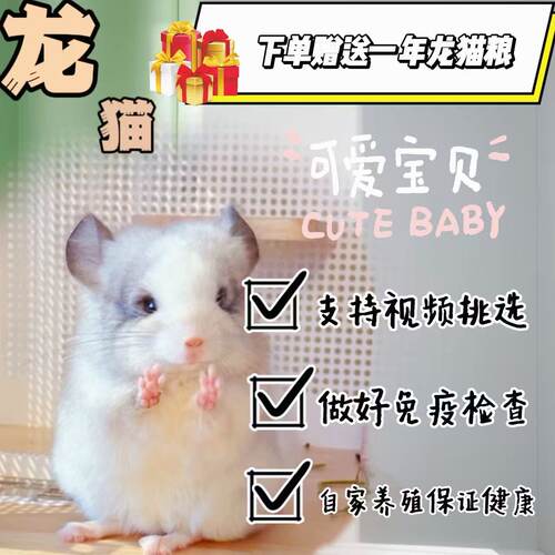 活体宠物萌宠抖音同款小龙猫幼崽健康宝宝亲人认主不咬人懒人好养