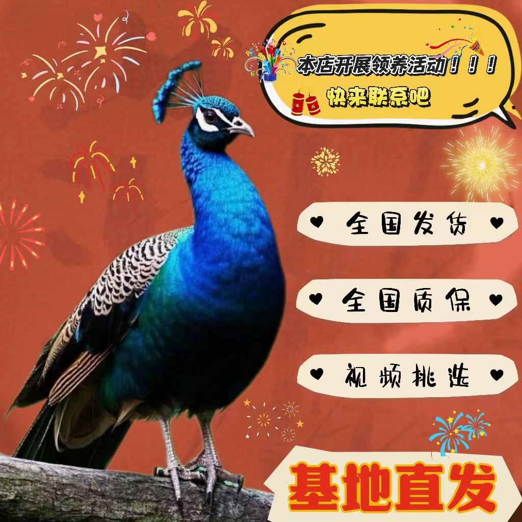 纯种孔雀苗公母一对小孔雀幼苗景区观赏幼鸟活物成年孔雀活体包邮