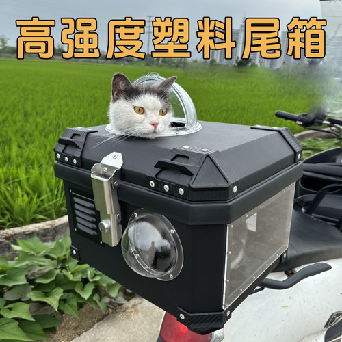 暹罗猫蓝猫英短美短加菲猫橘猫田园猫土猫布偶狸花猫电动车后备箱