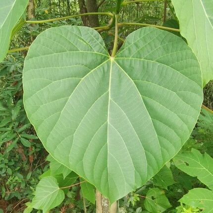 新鲜野生桐子树叶现摘包麦粑苞包谷粑玉米粑桐梓叶油桐叶筒