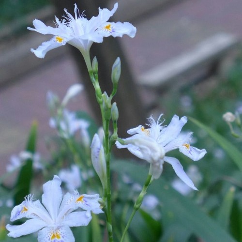 扁竹兰鸢尾花苗种球射干扁竹根