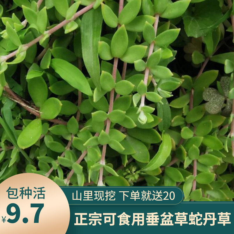 垂盆草可食用正宗中药材蛇丹草吊兰多肉绿化用植物狗牙瓣养肝护肝