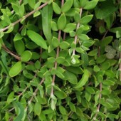 垂盆草可食用野菜正宗中药材蛇丹草吊兰绿化垂盘草盆栽狗牙瓣