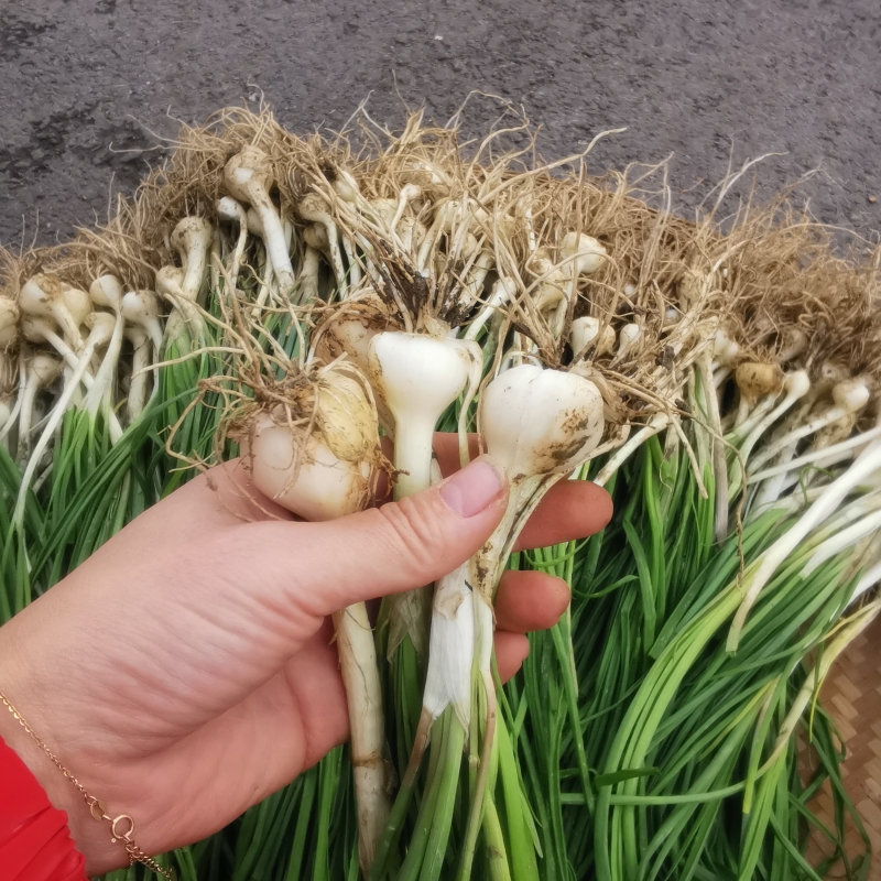 新鲜野葱薤白小根蒜野蒜胡蒜729