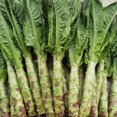 嫩莴笋香脆新鲜青笋莴苣重庆农家自种时令蔬菜凉拌火锅炒腊肉食用