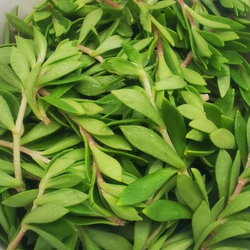 正宗可食用垂盆草野菜