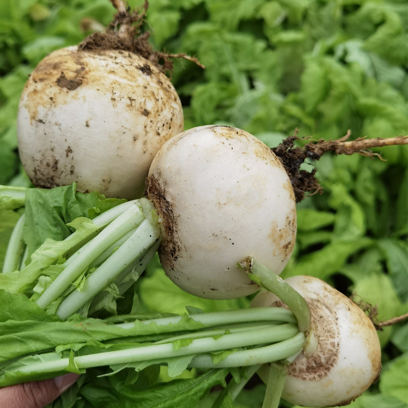 新鲜白萝卜春不老脆甜圆萝卜蔬菜重庆泡酸萝卜炒菜腌制酸菜农产品,水产肉类/新鲜蔬果/熟食,萝卜/胡萝卜,淘宝优惠券,粉丝福利购,淘宝优惠卷