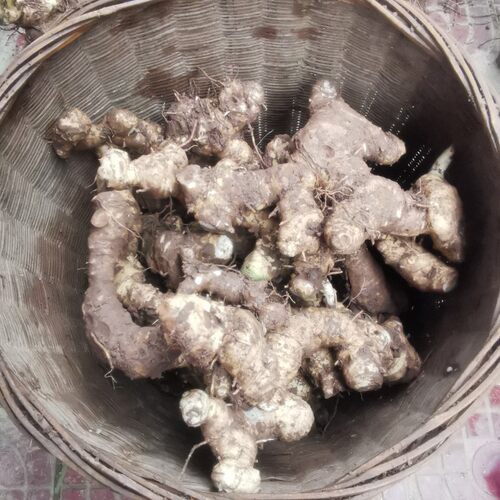 黄精深山新鲜老虎姜黄金鸡头