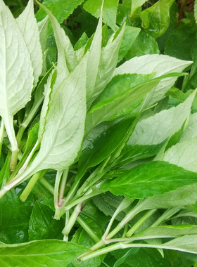 重庆野菜败酱草苦斋婆苦丁菜苦菜公新鲜野生绿色煲汤野菜