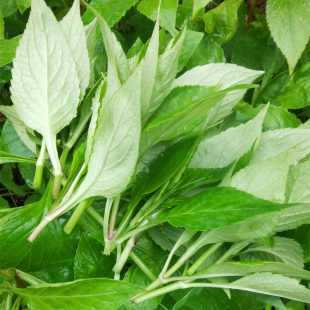 重庆野菜败酱草苦斋婆苦丁菜苦菜公新鲜野生绿色煲汤野菜