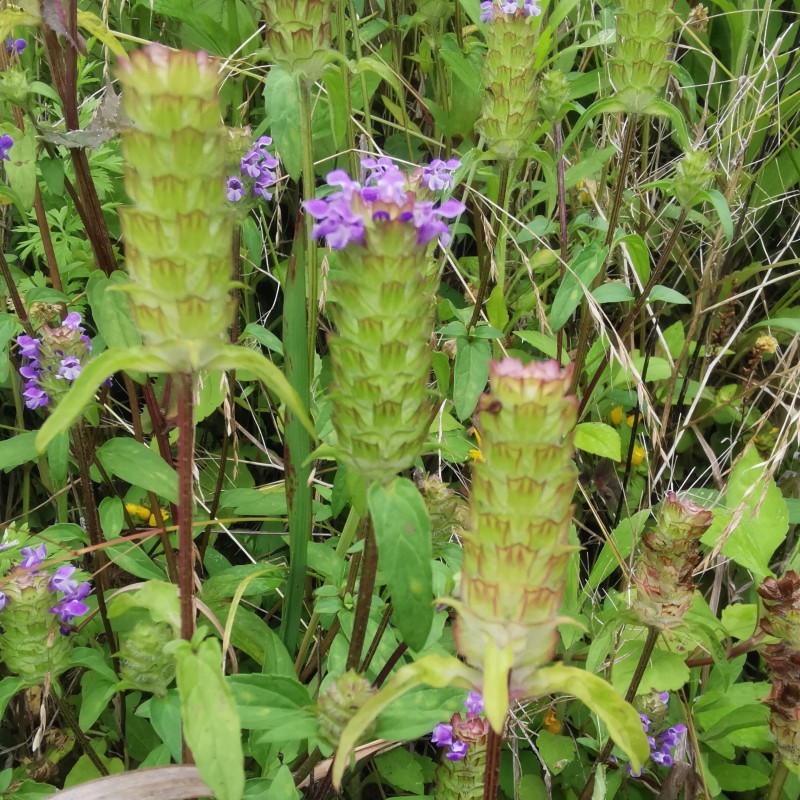 深山新鲜麦夏枯草全草带根九重楼铁色大头花棒柱头花灯笼头六月干