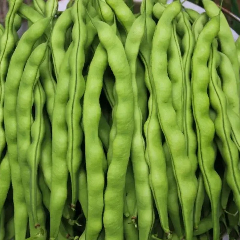 新鲜四季豆农家时令蔬菜重庆芸豆扁豆农家当季四川豆角素瓜豆
