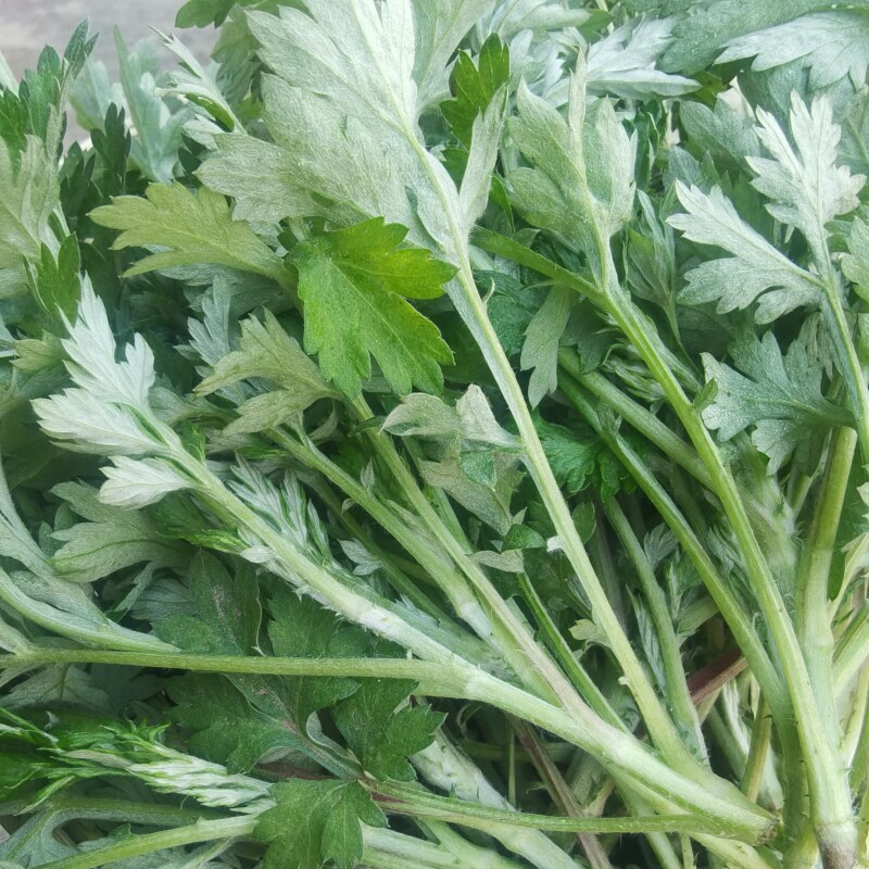 新鲜艾草叶艾蒿嫩尖白蒿做青团当季食用农家生艾蒿野生糍粑艾嫩艾