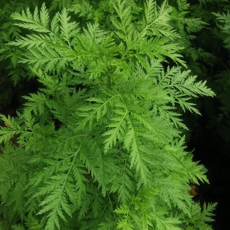 新鲜青蒿苦蒿1斤黄花蒿山里现挖社饭用嫩蒿清泡茶泡澡