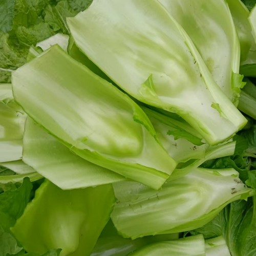 四川奶奶菜新鲜泡菜原料