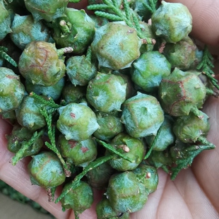 新鲜柏树果柏树籽长柏铃柏树籽枕头侧柏叶籽侧柏果泡酒做香料香薰