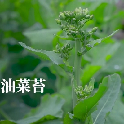 油菜尖油菜苔绿芸鲜蔬菜