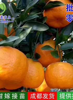 碰柑苗嫁接椪柑苗柑橘树苗早椪芦柑黄华白桔苗芦柑苗