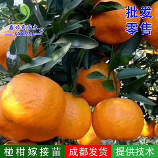 碰柑苗嫁接椪柑苗柑橘树苗早椪芦柑黄华白桔苗芦柑苗