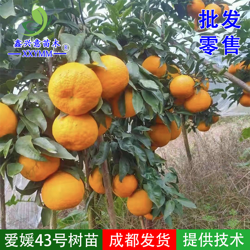 爱媛43号嫁接苗新品种柑橘苗