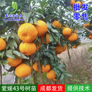 爱媛43号柑橘苗新品种嫁接苗黄公主树苗晚熟柑橘杂柑苗