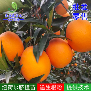 纽荷尔脐橙苗奉节脐橙苗雷波脐橙苗果树苗正宗赣南脐橙苗