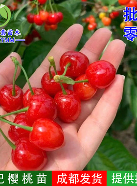 乌皮樱桃苗黑珍珠红妃樱桃苗鸡心樱桃苗车厘子苗四川嫁接樱桃苗