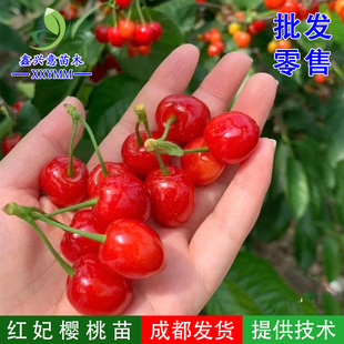 乌皮樱桃苗黑珍珠红妃樱桃苗鸡心樱桃苗车厘子苗四川嫁接樱桃苗